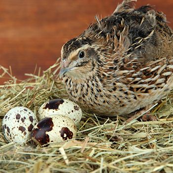 Quail Eggs Benefits, Raise Quail, Chicken Store, Freddy Krueger Art, Raising Quail, Egg Benefits, Quails, Self Sufficient, Quail Eggs