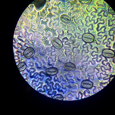 Leaves Under Microscope, Plants Under Microscope, Plant Cell Under Microscope, Leaf Under Microscope, Microbiology Photography, Leaf Microscope, Cell Under Microscope, Cells Under Microscope, Under Microscope