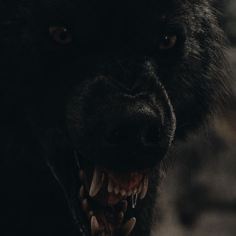 Male Werewolf Aesthetic, Dating A Werewolf Aesthetic, Fantasy Aesthetic Werewolf, Werewolf Alpha Aesthetic, Werewolf Love Aesthetic, Werewolf Pack Aesthetic, Alpha Werewolf Aesthetic, Dark Werewolf Aesthetic, Modern Werewolf Aesthetic