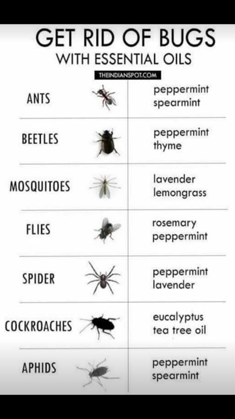 Essential Oil Bug Repellent, Essential Oil Bug Spray, Diy Bug Repellent, Porch Shades, Rat Repellent, Poisonous Spiders, Bug Spray Recipe, Roach Killer, Bug Trap