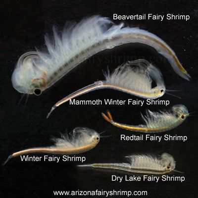 Fairy Shrimp, Location Tattoo, Animal Fusion, Insect Creature, Leaf Sheep, Vernal Pool, Sea Bunny, Shark Facts, Brine Shrimp