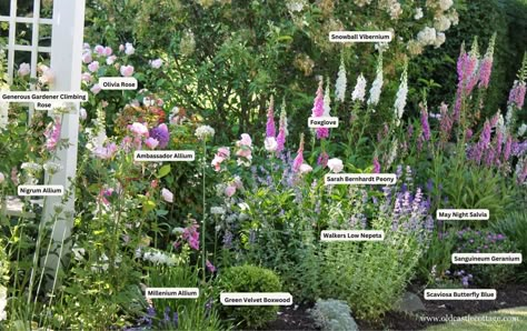 Essential Plants for Your English Cottage Garden: Exciting New Additions for 2024 - Old Castle Cottage Low Water Cottage Garden, May Night Salvia, Castle Cottage, English Flower Garden, Cottage Garden Borders, English Garden Design, Old Castle, Fragrant Roses, Cottage Garden Design