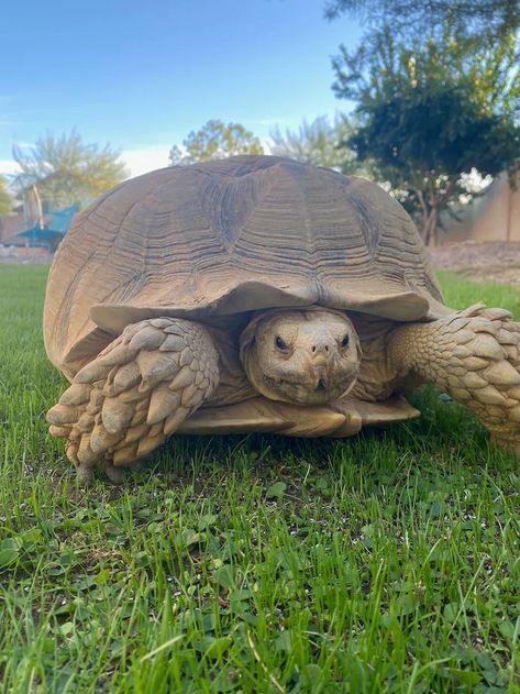 Firefighters launch tense rescue after pet tortoise traps pet dog in underground burrow - The Washington Post Pet Tortoise, Two Animals, Fire Captain, Sulcata Tortoise, Best Of Friends, Feel Good Stories, Family Dog, Dog Poster, Baby Turtles