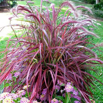 Pennisetum Rubrum, Pennisetum Setaceum, Tropical Africa, Fountain Grass, Grass Seed, Garden Edging, Flowering Shrubs, Garden Care, Ornamental Grasses