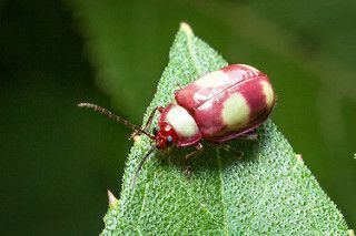 Pink Leaf Beetle, Pink Beetle, Leaf Beetle, Cool Bugs, Pink Leaves, Rio Grande, Bugs, Stuffed Peppers, Google Search