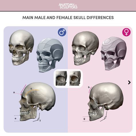 Female Anatomy Drawing, Anatomy Books For Artists, Anatomy For Sculptors, Female Skull, Figure Drawing Tutorial, Human Anatomy Reference, Skull Anatomy, Head Anatomy, Skull Reference