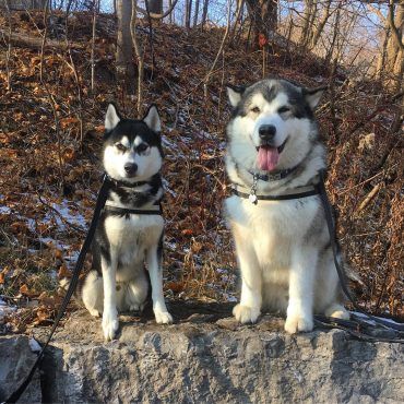 Alaskan Malamute and Siberian Husky standing side by side on a rock Husky Vs Malamute, Utonagan Dog, Alaskan Malamute Puppies, Malamute Husky, Best Guard Dogs, Malamute Dog, Malamute Puppies, Alaskan Husky, Things To