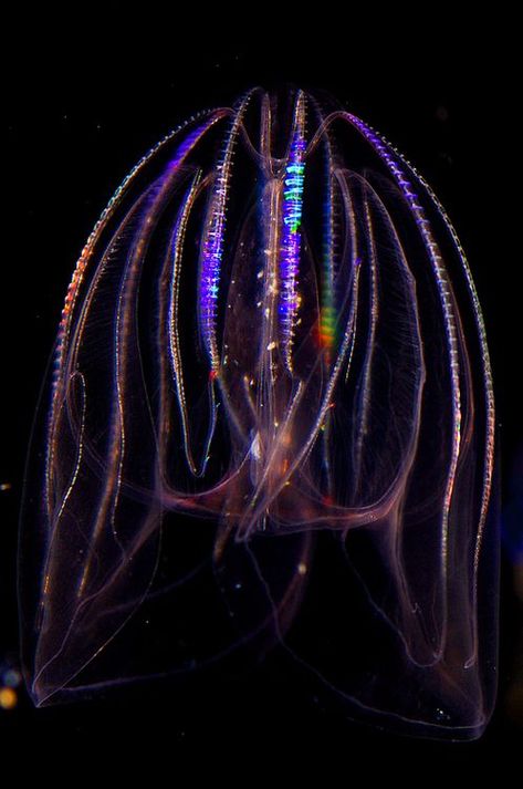 Comb Jelly, World Oceans Day, Water Creatures, Dark Water, Adventure Zone, Under The Ocean, Deep Sea Creatures, Beautiful Sea Creatures, Underwater Creatures