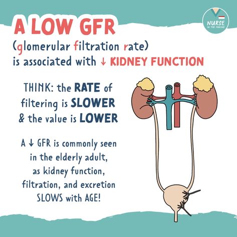 Acute Kidney Injury Nursing, Renal Nursing, Nurse In The Making, Renal System, Nursing School Studying Cheat Sheets, Nurse Teaching, Nursing Information, Nursing School Essential, Nursing Study Guide