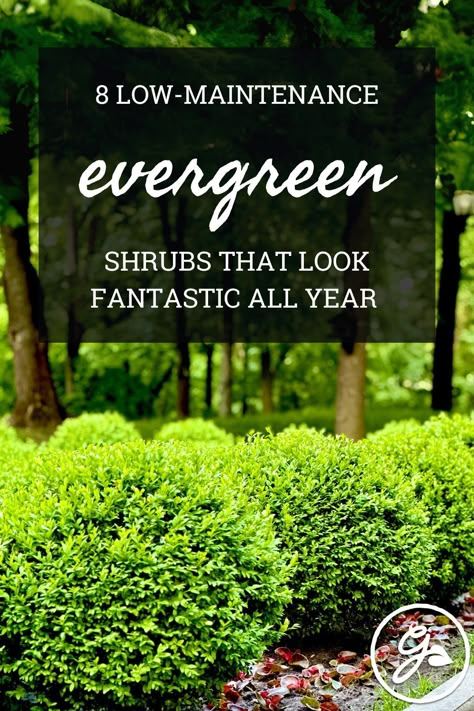 Reliable year-round shrubs are an essential part of an easy-care plot. Here we round up eight low maintenance evergreen shrubs for every garden. Outdoor Shrubs, Shrubs For Texas Heat, Colorful Shrubs In Front Of House, Low Maintenance Evergreen Shrubs, Fast Growing Bushes, Shrubs For Side Of House, Full Sun Evergreen Shrubs, Small Shrubs For Shaded Areas, Driveway Shrubs