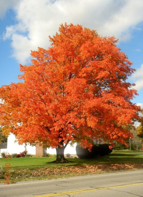 Autumn Fantasy Maple Tree, Maple Tree Aesthetic, Maple Trees, Plant Tree, Maple Tree, Nature Study, Fall Aesthetic, Beautiful Tree, Art Class