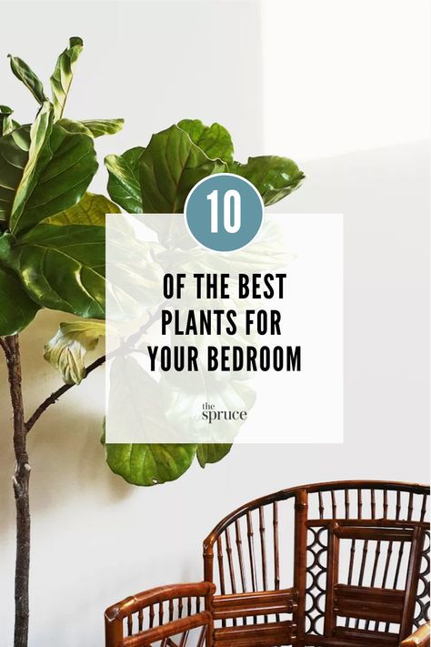 Plants are perfect for beautifying any bedroom and can also help purify the air for a better night's rest. Here are 10 plants we'd recommend adding to your bedroom. Indoor Plants Decor Bedroom, Indoor Plants Bedroom, Bathroom Plants Decor, Bedroom Plants Decor, Best Plants For Bedroom, Low Maintenance Indoor Plants, Indoor Plants Low Light, Tropical Bedrooms, Hanging Plants Indoor