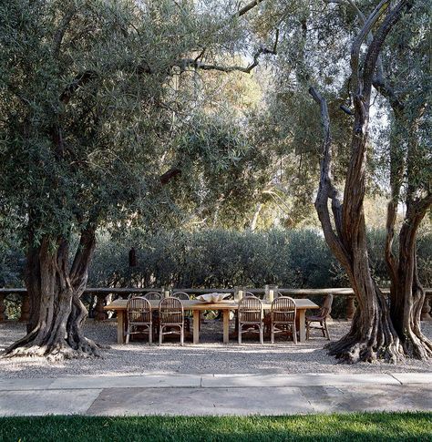 Roman Columns, Olive Gardens, Olive Tree, California Homes, Italian Style, Large Painting, Landscape Architecture, Outdoor Dining, Garden Landscaping