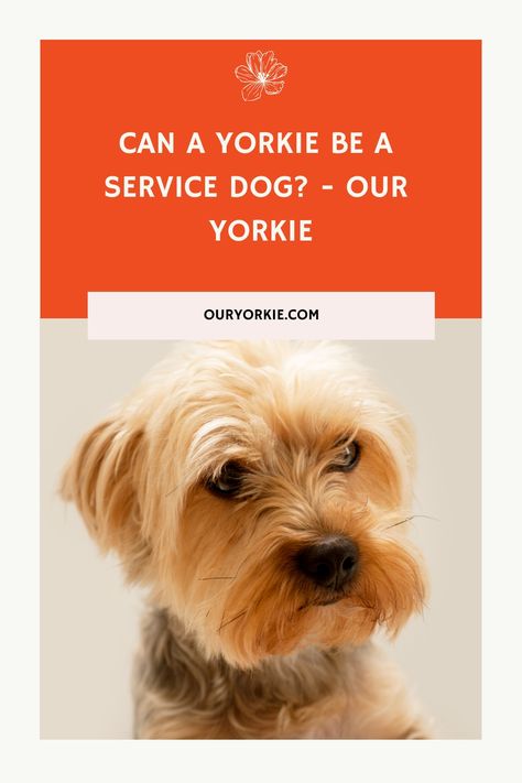 The Yorkie is likely to draw attention everywhere he goes, thanks to his silky coat, friendly with people, but can a Yorkie be a service dog?