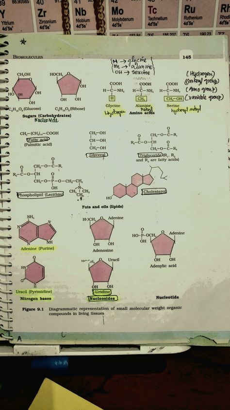 Biomolecules Notes Biology, Biomolecules Notes, Short Notes Ideas, Biology Class 12, Class 12 Notes, Neet Notes, Bio Notes, Learn Biology, Medical Study