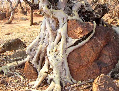 Plant Roots Cracking Rocks Biological Weathering, Physical Weathering, Chemical Weathering, Games App, Living Organisms, Handmade Paper Crafts, Earth Art, Tree Forest, Plant Roots