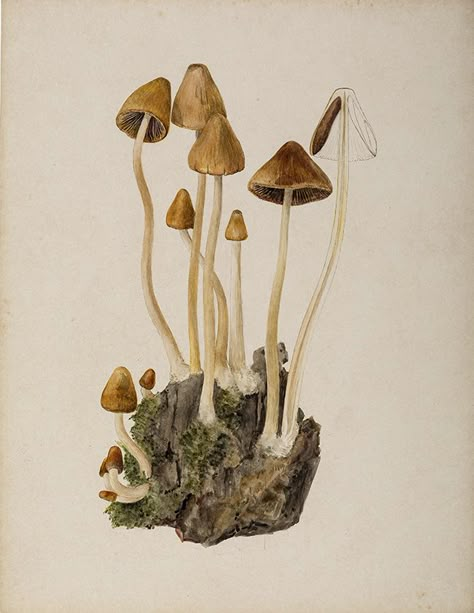 Fungi Illustration, Beatrix Potter Illustrations, Mushroom Drawing, Brown Mushroom, Mushroom Print, Illustration Botanique, Arte Sketchbook, Arte Inspo, Scientific Illustration