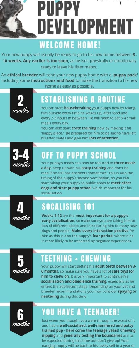 8 Week Puppy Training, Puppy Development Stages, Puppy Stages Week By Week, How To Crate Train A Puppy, How To Potty Train A Puppy, Puppy Training Schedule By Age, Potty Train Puppy, Puppy Set Up Ideas, Puppy Cavapoo