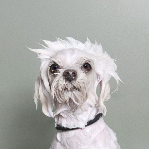 Wet Dog: Adorable Portraits Of Bathing Dogs by Sophie Gamand | Bored Panda Sophie Gamand, Wet Dogs, Underwater Dogs, Dogs Photography, Wet Dog, Dog Projects, Dog Bath, World Photography, Photo Series