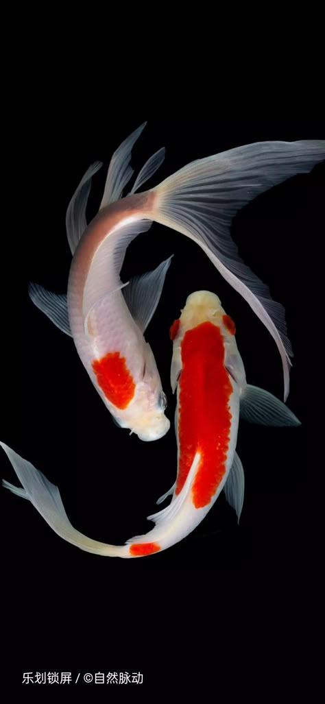 Koi Fish Reference Photo, Koi Fish Photos, Ocean Fish Photography, Koi Fish Real, Coy Fish Art, Koi Fish Reference, Red And White Koi Fish, Koi Fish Photo, Koi Fish Photography