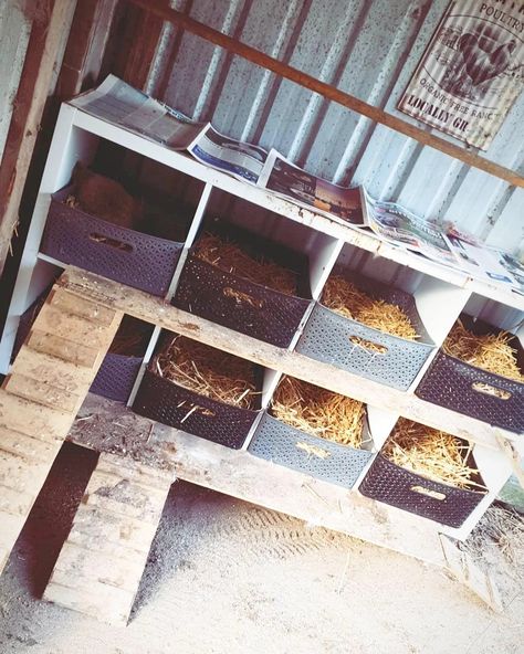 Repurposed Furniture Chicken Coop, Cute Chicken Coop Accessories, Easy Pallet Chicken Coop, Cube Organizer Nesting Boxes, Inside Chicken Shed Ideas, Chicken Coop From Recycled Materials, Cube Storage Nesting Boxes, Easy Chicken Nesting Box Ideas, Pallets Chicken Coop