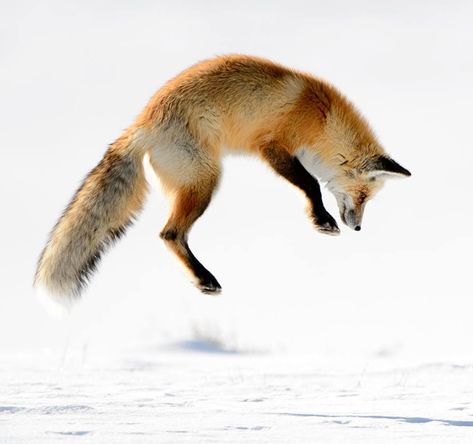 Fey Forest, Fox Anatomy, Fox Jumping, Figures To Draw, Yellowstone Winter, Snow Lodge, Jumping Fox, Winter Wildlife, Cute Foxes