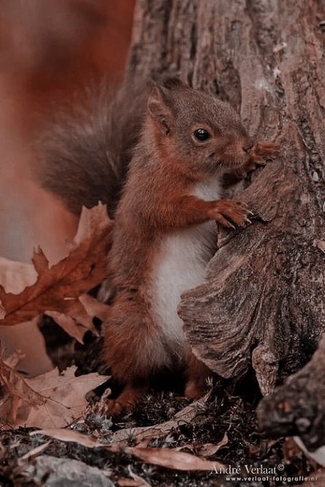 Red Squirrel Aesthetic, Ale Aesthetic, Squirrel Aesthetic, Squirrel Wallpaper, Fall Squirrel, Fall Widgets, Fall Animals, Autumn Animals, Fall Cats