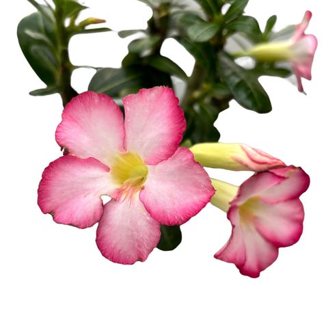 #Adenium obesum 'Pinkstar' #secretgarden Adenium Obesum, Pink Stars, Desert Rose, Exotic Plants, Secret Garden, White Flowers, Soil, Beautiful Flowers, Bali