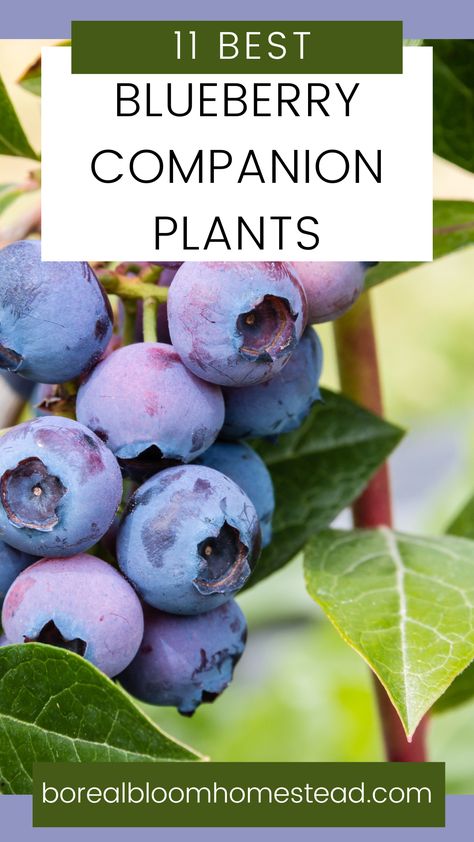 Blueberries on the plant. Blueberry Companion Plants, Growing Melons, Blueberry Patch, Blueberry Gardening, Best Companion Plants, Highbush Blueberry, Productive Garden, Growing Blueberries, Blueberry Plant