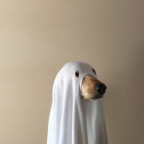 Last Minute Halloween Costumes, Dog Halloween Costumes, Dog Halloween, Funny Animal, Doberman, 귀여운 동물, Animal Memes, Cute Funny Animals, Cuteness Overload