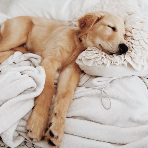 Todays vibe 💤😴 #sleepypuppy #dogsofinstagram #puppy #puppylove #puppiesofinstagram #dog #sleepydog #puppylife #doglife #dogs #sleepy #dogstagram #cute #dogoftheday #sleep #puppygram #doglovers #puppies #cutedogs #puppyoftheday #naptime #instadog #doggo #love #dogsofinsta #cutepuppy #sleepingbeauty #rescuedogsofinstagram #doglover #sleepingdog Dog Sleeping Positions, Dog Sleeping, Sleepy Dogs, Really Cute Puppies, Cozy Dog, Health Planner, Different Dogs, Sleeping Positions, Golden Retriever Puppy