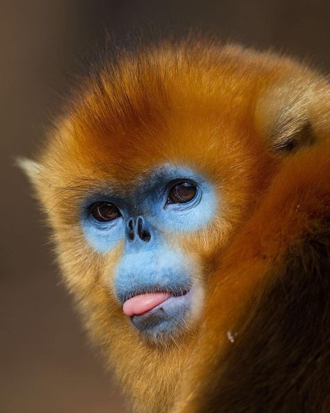 Expressive Wildlife Pictures Showcase the Micro-Expressions of Mammals Golden Snub Nosed Monkey, Snub Nosed Monkey, Monkey Photography, Animal Reference Photos, Snub Nose, Golden Monkey, Monkey Drawing, Wildlife Biologist, Amur Leopard