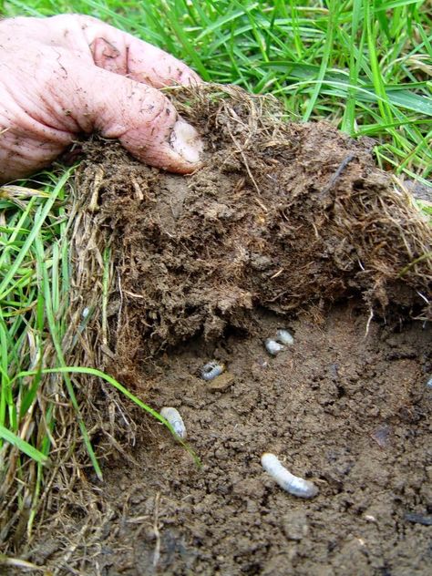 Learn how to get rid of grubs in your lawn without the use of harsh chemicals. Discover natural methods such as beneficial nematodes, milky spore Gardening Books, Sun Plants, Gardening Advice, Perfect Plants, Plant Growth, Plant Needs, Summer Months, Water Plants, Types Of Plants