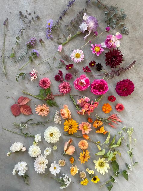 A sample of the blooms from our flower garden on a warm October day. October Florals, October Flowers, Fall Wedding Decorations, Flower Garden, Wedding Flowers, Flowers, Floral