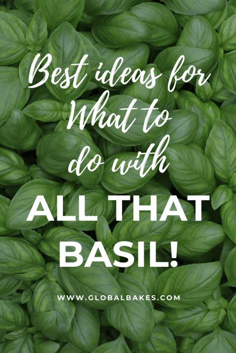 Preserving Basil, Resep Oatmeal, Fresh Basil Recipes, Drying Fresh Herbs, Basil Pesto Recipe, Fresh Herb Recipes, Dried Basil Leaves, Basil Pesto Recipes, Preserving Herbs