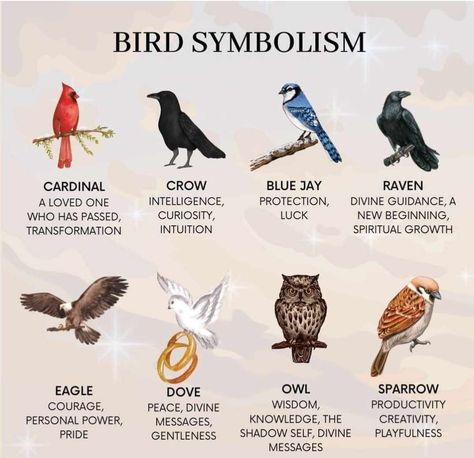 Bird Symbolism, Witchcraft Tips, Animal Meanings, Animal Spirit Guides, Witch Spirituality, Celtic Astrology, Witchcraft Spell Books, Animal Symbolism, Symbols And Meanings