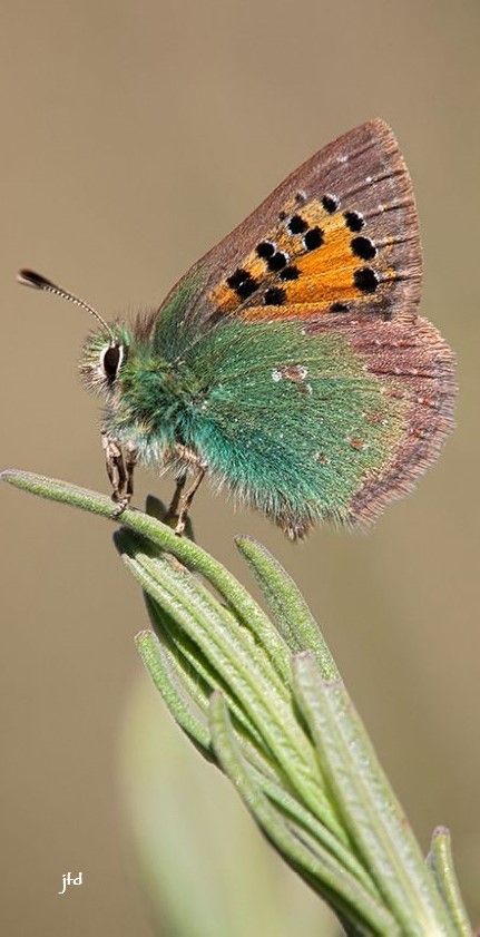 Glass Wings, Green Butterflies, Cool Insects, Moth Caterpillar, Butterfly Dragonfly, Butterfly Photos, Cellphone Wallpaper Backgrounds, Beautiful Bugs, Butterfly Kisses