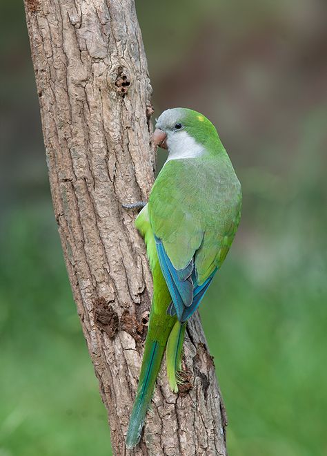 Monk Parakeet | Monk Parakeet Monk Parakeet, Bird Painting, Number 5, Birds Painting, Parrot, Love Story, Birds, Animals, Quick Saves