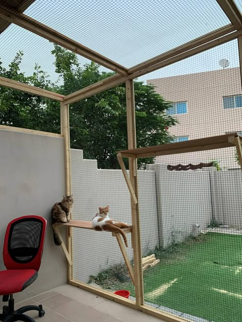 Building a 'catio': Why I spent Dh3,000 on an outside space for my four rescue cats Cat Area In Garage, Cat House Outdoor, Catios For Cats Window, Outside Cat Enclosure, Cat Bedroom, Cat Pen, Soft Kitty Warm Kitty, Cat Proofing, Cat Patio