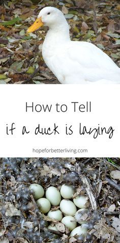 Keeping Ducks, Duck Care, Raising Turkeys, Pekin Duck, Ducks And Chickens, Backyard Ducks, Duck Stuff, Duck Coop, Duck Farming