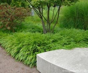 Arc Garden, Hakonechloa Macra, Flowering Perennials, Grass Garden, Zone 7, Planting Plan, Grasses Landscaping, Grasses Garden, Love Garden