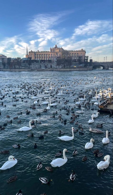 Stockholm Sweden Travel, Sweden Travel Aesthetic, Stockholm Sweden Aesthetic, Stockholm Lifestyle, Winter Stockholm, Stockholm University, Sweden Winter, Swedish Aesthetic, Canada Aesthetic