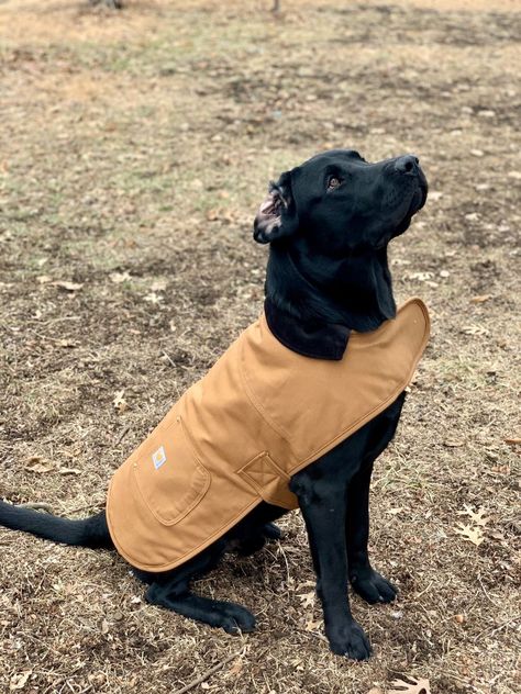 Look at this handsome pup in his @Carhartt dog jacket! 🥰 Avalible on Amazon! Dog Carhartt Jacket, Carhartt Dog Jacket, Dog Carhartt, Carhartt Dog, Carhartt Chore Coat, Looking Handsome, Puppy Jacket, Country Things, Lab Dogs