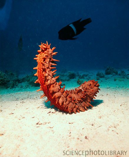 Sea Cucumber 400 million years Sea Cucumber Drawing, Photo Sea, Dreamy Ocean, Sea Cucumber, Sea Floor, Water Nature, Interesting Animals, Marine Fish, History Images