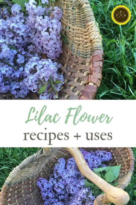 Wonderful lilac flower recipes Uses For Lilac Flowers, Herbalist Apothecary, Lilac Recipes, Food Garden Ideas, Homestead Skills, Flowers Recipes, Edible Flowers Recipes, Flower Recipes, Tea Herbs