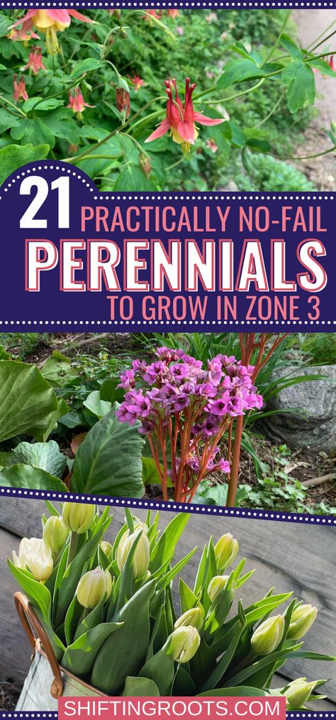 21 Practically No-Fail Perennials to Plant in Zone 3 Zone 3b Gardening Plants, Zone 2 Perennials Landscapes, Zone 3 Flowers, Zone 4 And 5 Perennials, Zone 3b Perennials, Zone 4b Landscaping, Zone 3 Landscaping Front Yards, Zone 3 Shade Perennials, Zone 2 Perennials