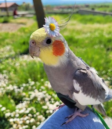 Cockatiels Aesthetic, Pet Bird Aesthetic, Cockatiel Aesthetic, Parrot Aesthetic, Yellow Cockatiel, Birds Aesthetic, Parrot Cute, Bird Aesthetic, Cockatiel Bird