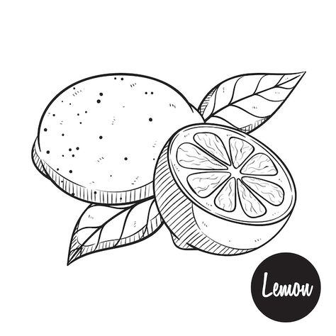 Lemon Sketch, Lemon Drawing, Lemonade Party, Drawing Vector, Doodle Sketch, Water Painting, Hand Drawing, Leather Pattern, Vector Photo