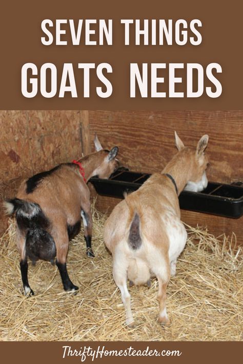 If you are thinking about getting goats or planning to bring home a couple soon, here are seven things that you will want to make sure you have ready for them when they arrive! Goat Hay Feeder, Breeding Goats, Goat Feeder, Goat Health, Goat Milking, Keeping Goats, Feeding Goats, Goat Herding, Goat Kidding