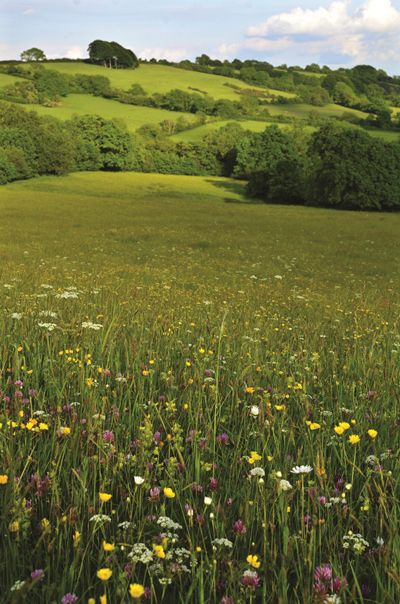 All The Bright Places, Wild Flower Meadow, Arte Inspo, The Meadows, Garden Cottage, Nature Aesthetic, Flower Field, Pretty Places, Country Life